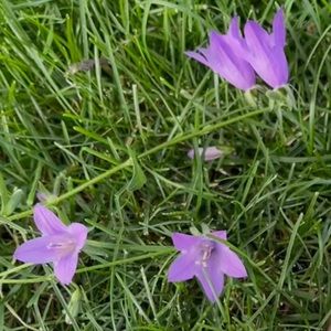 Meet your Posher, Selena